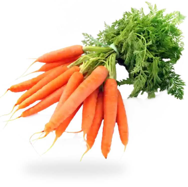 Krūva morkų